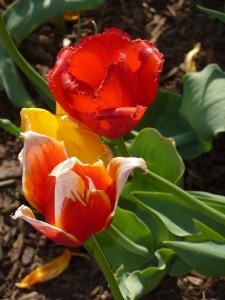 Red Flower