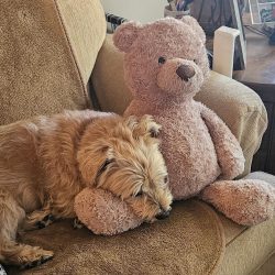 dogandbear